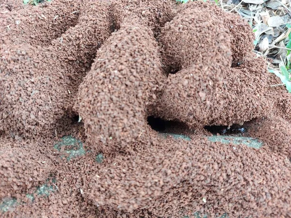 mound of ant house on the grass