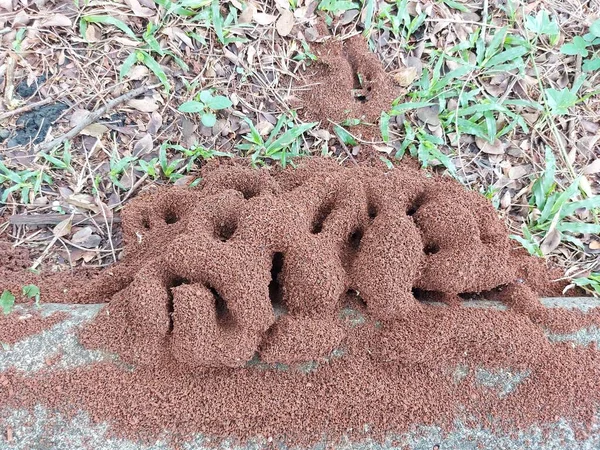mound of ant house on the grass