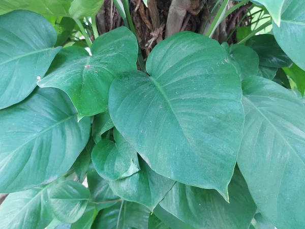 Plant of sirih gading or Devil\'s ivy or Epipremnum aureum. It is a species in the arum family Araceae, native to Mo\'orea in the Society Islands of French Polynesia.