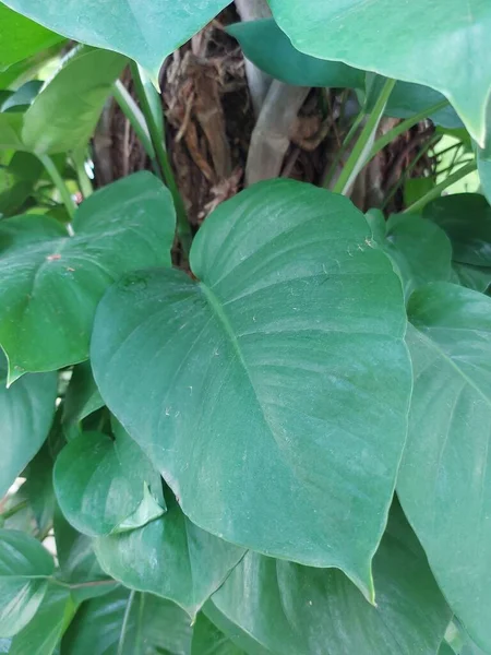 Plant of sirih gading or Devil\'s ivy or Epipremnum aureum. It is a species in the arum family Araceae, native to Mo\'orea in the Society Islands of French Polynesia.