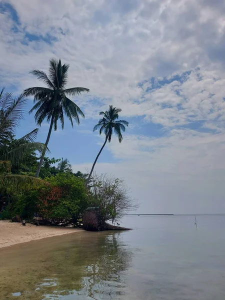 View Serene Island Equipped Coconut Trees Quiet Beach Summer Vibes — Stock Photo, Image