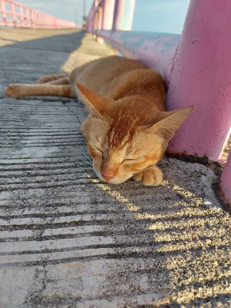 Cat Tabby Itis Anydomestic Cator Felis Catus Distinctive Shaped Marking — ストック写真