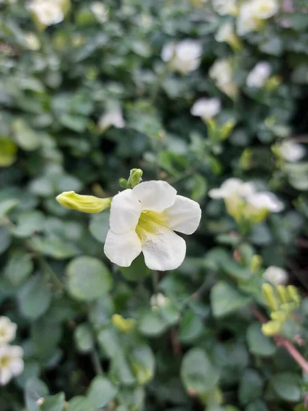 Kwiat Asystasia Gangetica Lub Chiński Fioletowy Coromandelorcreeping Foxglove Jest Gatunek — Zdjęcie stockowe
