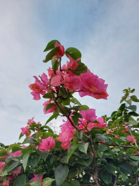 Bougainvillea glabra or spectabilis or the lesser bougainvillea or paperflower on the branch against the sky . Pink flowers. Negative space photography. Copy space