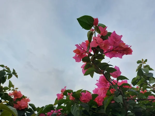 Bougainvillea Glabra Spectabilis Lesser Bougainvillea Paperflower Branch Sky Pink Flowers — Zdjęcie stockowe