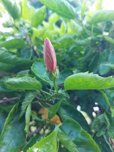Bud Pink Flower Name Bunga Sepatu Hibiscus Rosa Sinensis Red — Stockfoto