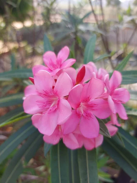 Oleandro Nerium Arbusto Apoisonoso Comumente Usado Jardins Flor Rosa — Fotografia de Stock