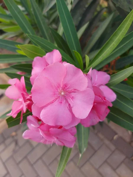 Nerium Oleander Apoisonous Cserje Gyakran Használják Kertekben Rózsaszín Virág — Stock Fotó