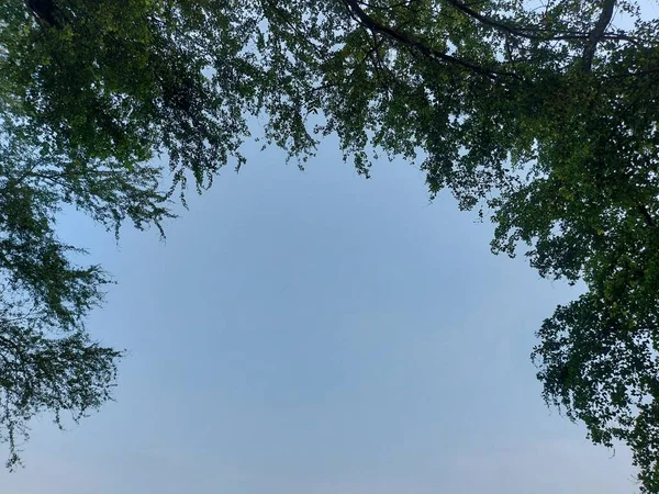 Tree Blue Sky Form Curve Can Used Background Template — Fotografia de Stock