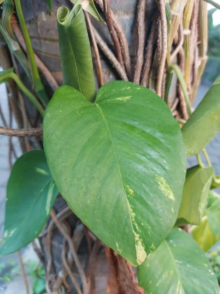 Plant of sirih gading or Devil\'s ivy or Epipremnum aureum. It is a species in the arum family Araceae, native to Mo\'orea in the Society Islands of French Polynesia.