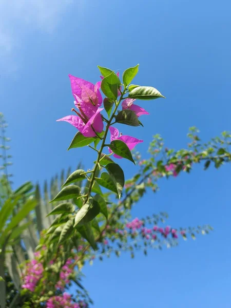 Bougainvillea Glabra Spectabilis Menor Bougainvillea Paperflower Ramo Flores Cor Rosa — Fotografia de Stock