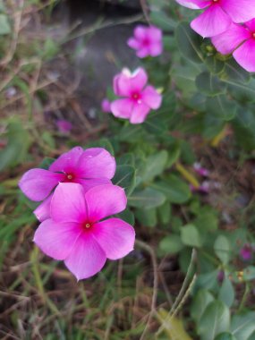 Catharanthus gülü çiçeği. Parlak gözler olarak bilinir, Pelerin menekşe, mezarlık bitkisi, Madagaskar menekşesi, yaşlı kız kurusu, pembe menekşe, gül menekşesi.