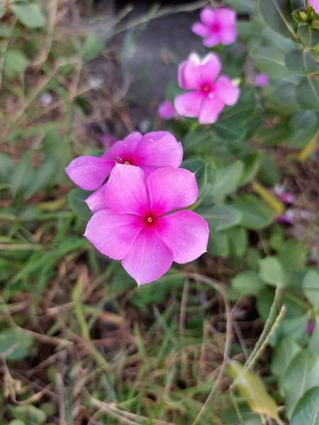 Flor Catharanthus Roseus Comúnmente Conocido Como Ojos Brillantes Cape Periwinkle — Foto de Stock