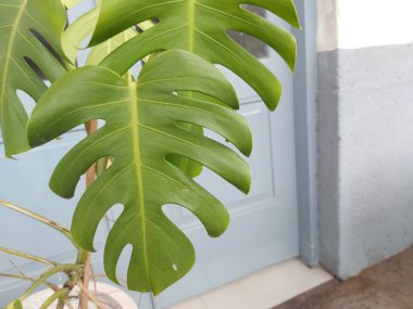 Leaf of Monstera deliciosa or theSwiss cheese plant orsplit leaf philodendron.