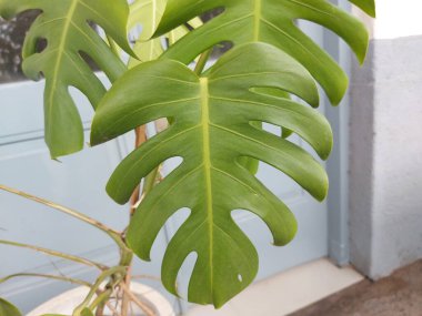 Leaf of Monstera deliciosa or theSwiss cheese plant orsplit leaf philodendron.