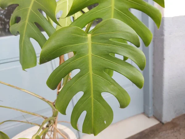 Leaf Monstera Deliciosa Theswiss Cheese Plant Orsplit Leaf Philodendron — Stock fotografie