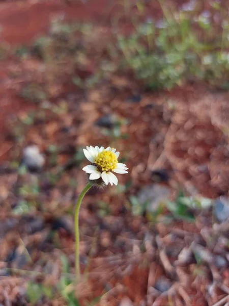 Flower Tridax Procumbens Coatbuttonsortridax Daisy Species Flowering Plant Familyasteraceae —  Fotos de Stock