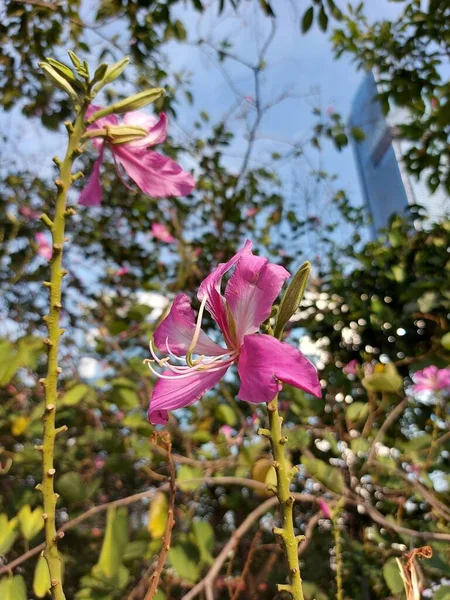 Flower Bauhiniablakeanaor Ahong Kong Orchidea Egy Híd Ami Bauhinia Határán — Stock Fotó