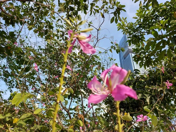 Kwiat Bauhiniablakeanaor Drzewo Orchidei Hong Kongu Jest Hybrydowa Legumina Rodzaju — Zdjęcie stockowe