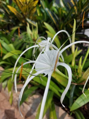 Plaj zambağı, hymenocallis speciosa ya da bakung lele 'nin seçmeli odağı. Beyaz çiçek.
