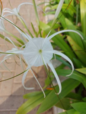 Plaj zambağı, hymenocallis speciosa ya da bakung lele 'nin seçmeli odağı. Beyaz çiçek.