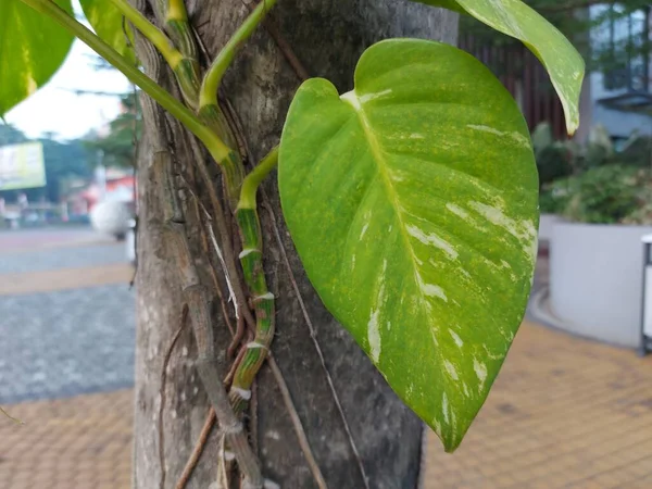 Plant of sirih gading or Devil\'s ivy or Epipremnum aureum. It is a species in the arum family Araceae, native to Mo\'orea in the Society Islands of French Polynesia.