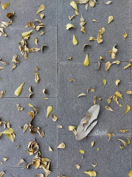 fallen leaves on the stone path.  autumn vibes