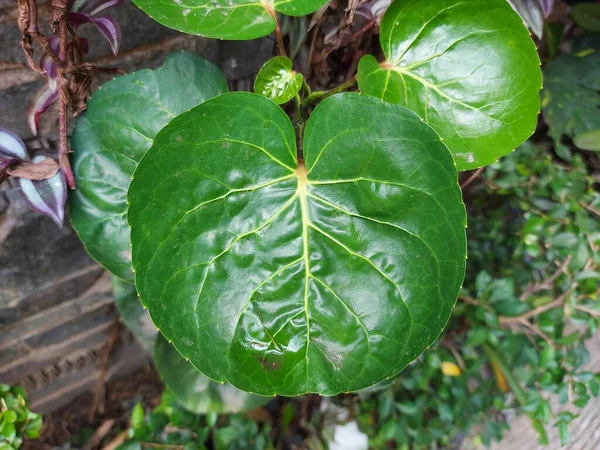 Blad Van Polyscias Scutellaria Theshield Aralia Pruim Aralia Het Atropisch — Stockfoto