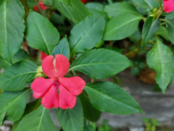 Flor Impatiens Wallerianaor Impatiens Sultanii Lizzie Ocupado Bálsamo Sultana Flor — Foto de Stock