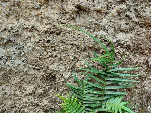 Zakład Pteris Vittata Lubchiński Hamulec Jest Gatunkiem Paproci Podrodziny Pteridoideapteridaceae — Zdjęcie stockowe