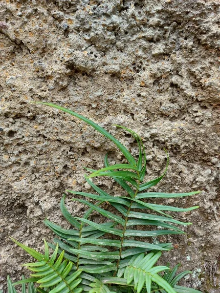 Zakład Pteris Vittata Lubchiński Hamulec Jest Gatunkiem Paproci Podrodziny Pteridoideapteridaceae — Zdjęcie stockowe