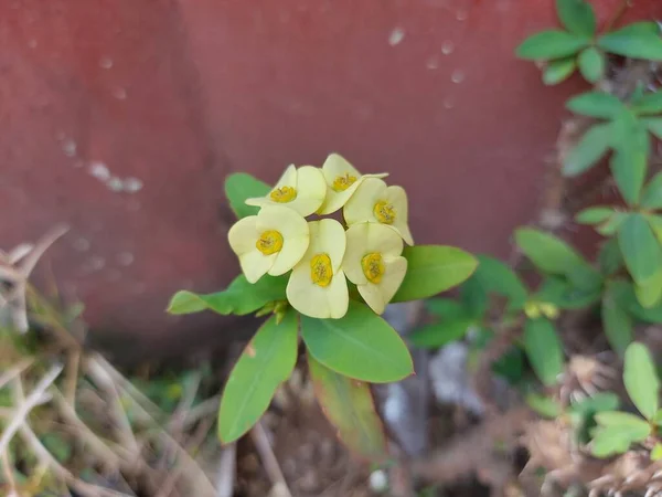 Flor Mahkota Duri Coroa Espinhos Euphorbia Milii Planta Cristo Cristo — Fotografia de Stock