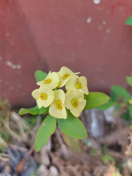 Blume Von Mahkota Duri Oder Dornenkrone Oder Euphorbia Milii Oder — Stockfoto