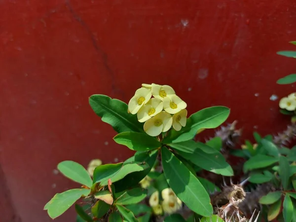 Flor Mahkota Duri Coroa Espinhos Euphorbia Milii Planta Cristo Cristo — Fotografia de Stock