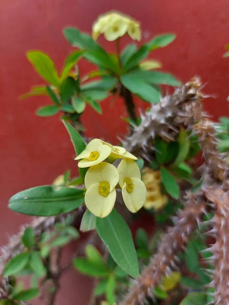 Цветок Mahkota Duri Терновый Венец Euphorbia Milii Растение Христа Колючка — стоковое фото