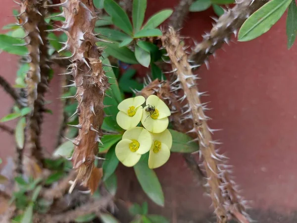 Цветок Mahkota Duri Терновый Венец Euphorbia Milii Растение Христа Колючка — стоковое фото