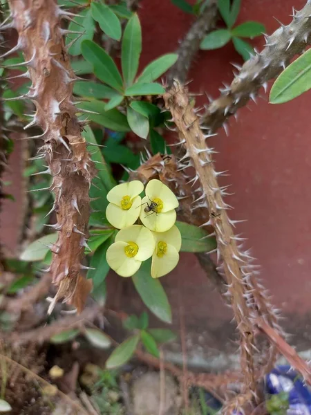 Flor Mahkota Duri Coroa Espinhos Euphorbia Milii Planta Cristo Cristo — Fotografia de Stock