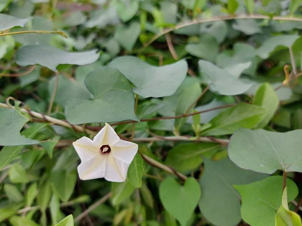 Květina Ipomoea Obscura Obskurní Ranní Sláva Nebo Malá Bílá Ranní — Stock fotografie