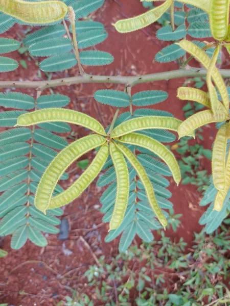 Planta Mimosa Pudicaor Toques Shameplant Creepingannualorperennialfloración Plantof Pea Legume Familyfabaceae — Foto de Stock