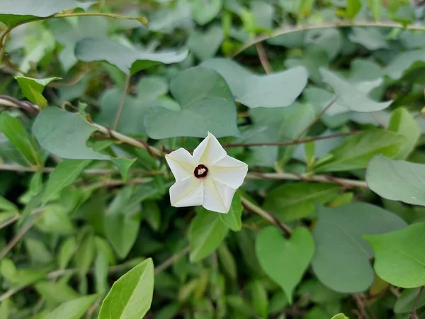 Fleur Ipomoea Obscura Gloire Obscure Matin Petite Gloire Blanche Matin — Photo