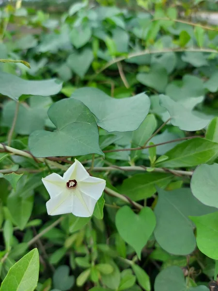 イポモエアの花は 目に見えない朝の栄光や小さな白い朝の栄光は イポモエア属の種です — ストック写真