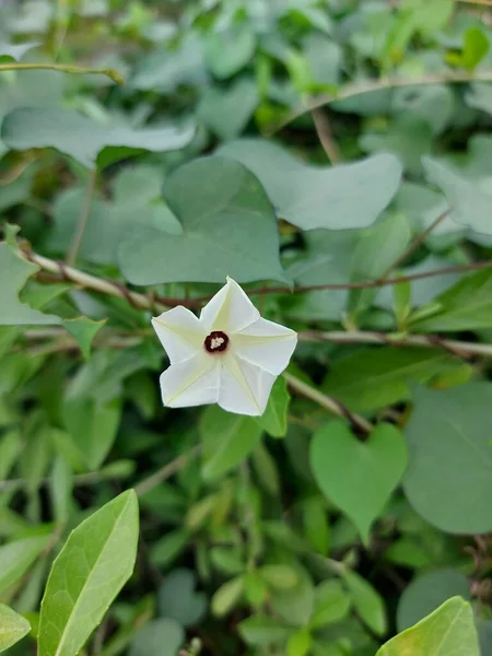 Blume Von Ipomoea Obscura Die Dunkle Morgenruhm Oder Kleine Weiße lizenzfreie Stockfotos