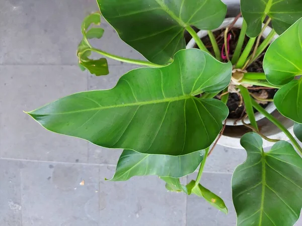 Plant Philodendron Domesticum Eller Kallad Spadeleaf Philodendronorburgundy Philodendron Växt Genusphilodendron — Stockfoto