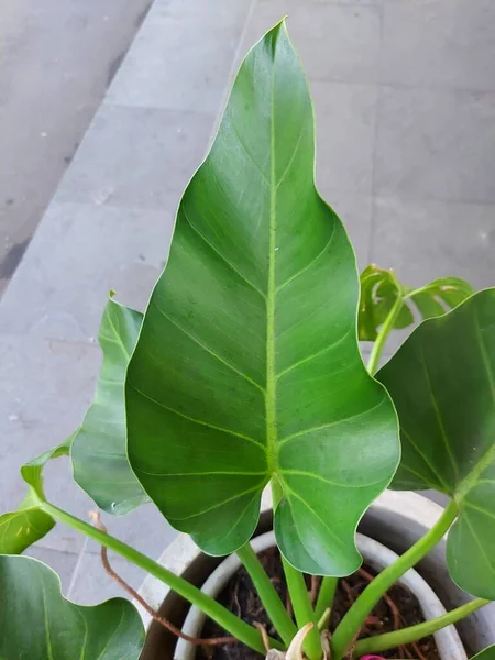 フィロデンドロンの植物またはフィロデンドロノールバーガンディのPhilodendron Itは属の植物です フィロデンドロン — ストック写真