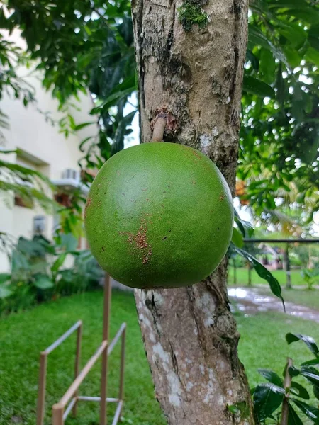 Fruits Aegle Marmelos Bael Bili Bhel Coing Bengale Pomme Dorée — Photo