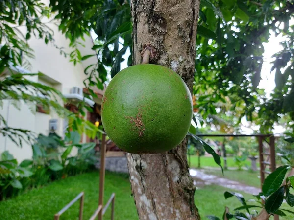 Früchte Von Aegle Marmelos Oder Bael Bili Bhel Bengalische Quitte — Stockfoto