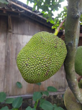 Taze Jackfruitor Artocarpus heterophyllus, jack tree. İncir, dut ve ekmek meyvesi familyasındaki ya da Moraceae 'deki ağaç türü. Taze meyve dalda asılı.