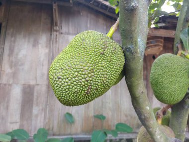 Taze Jackfruitor Artocarpus heterophyllus, jack tree. İncir, dut ve ekmek meyvesi familyasındaki ya da Moraceae 'deki ağaç türü. Taze meyve dalda asılı.