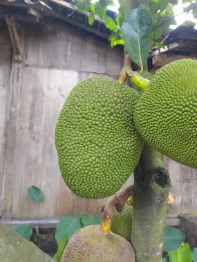 Taze Jackfruitor Artocarpus heterophyllus, jack tree. İncir, dut ve ekmek meyvesi familyasındaki ya da Moraceae 'deki ağaç türü. Taze meyve dalda asılı.