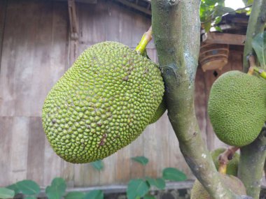 Taze Jackfruitor Artocarpus heterophyllus, jack tree. İncir, dut ve ekmek meyvesi familyasındaki ya da Moraceae 'deki ağaç türü. Taze meyve dalda asılı.